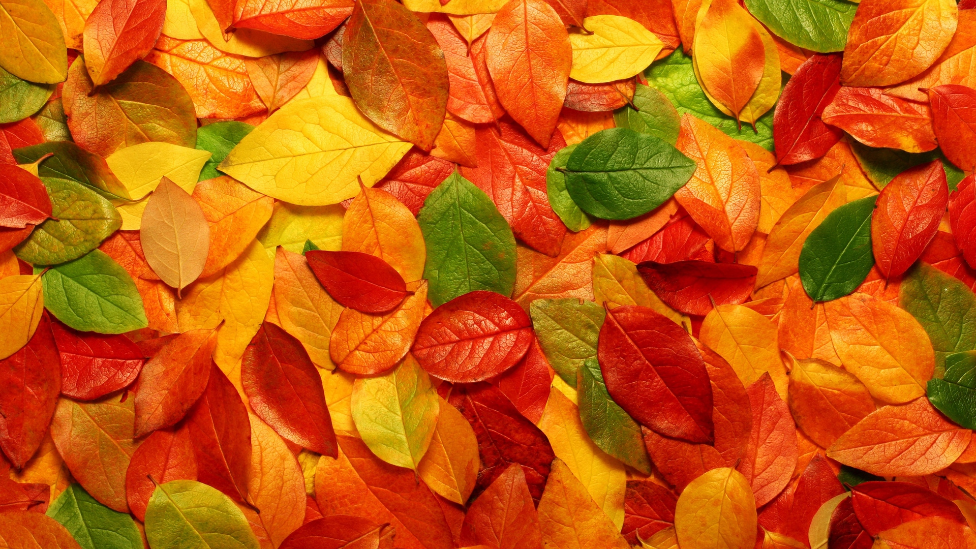 Autumn Leaves HD Wallpaper   Wallpaper Stream