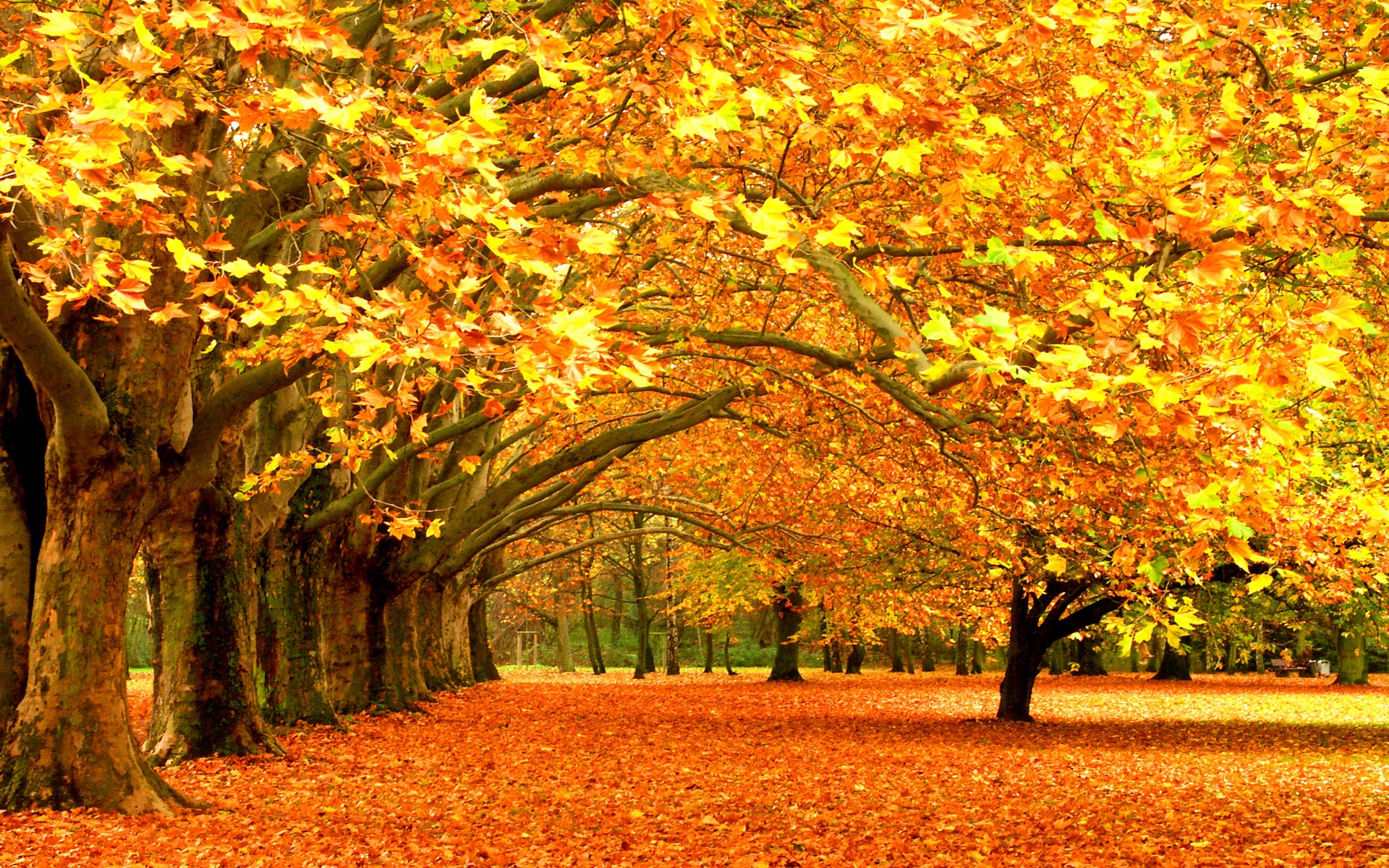 Wallpaper Autumn Leaf Fall Leaves Trees Desktop HD