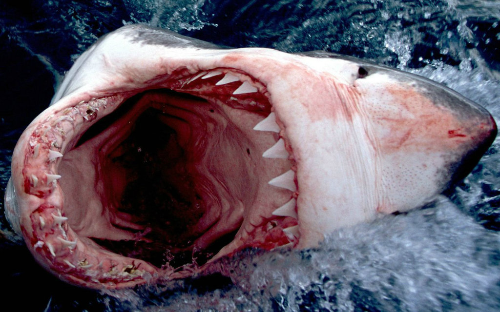 Shark HD Wallpaper Great Fish Desktop