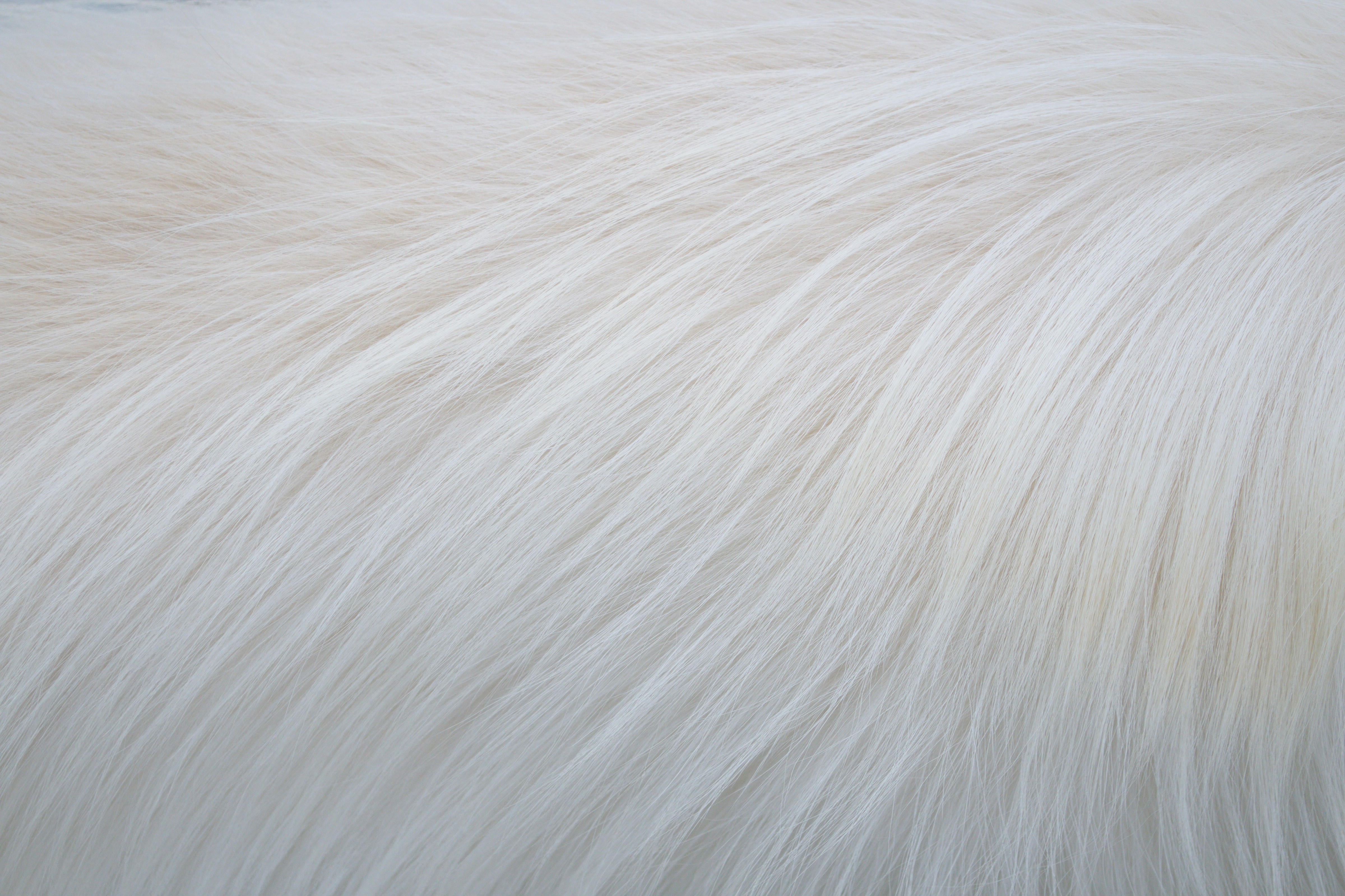 White Fur Background Texture