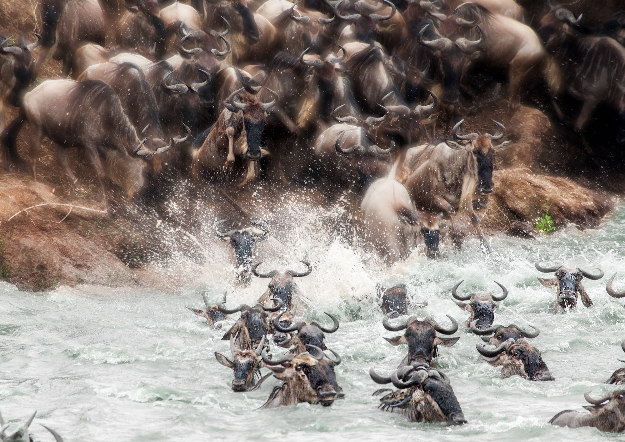 Wildebeest Wallpaper