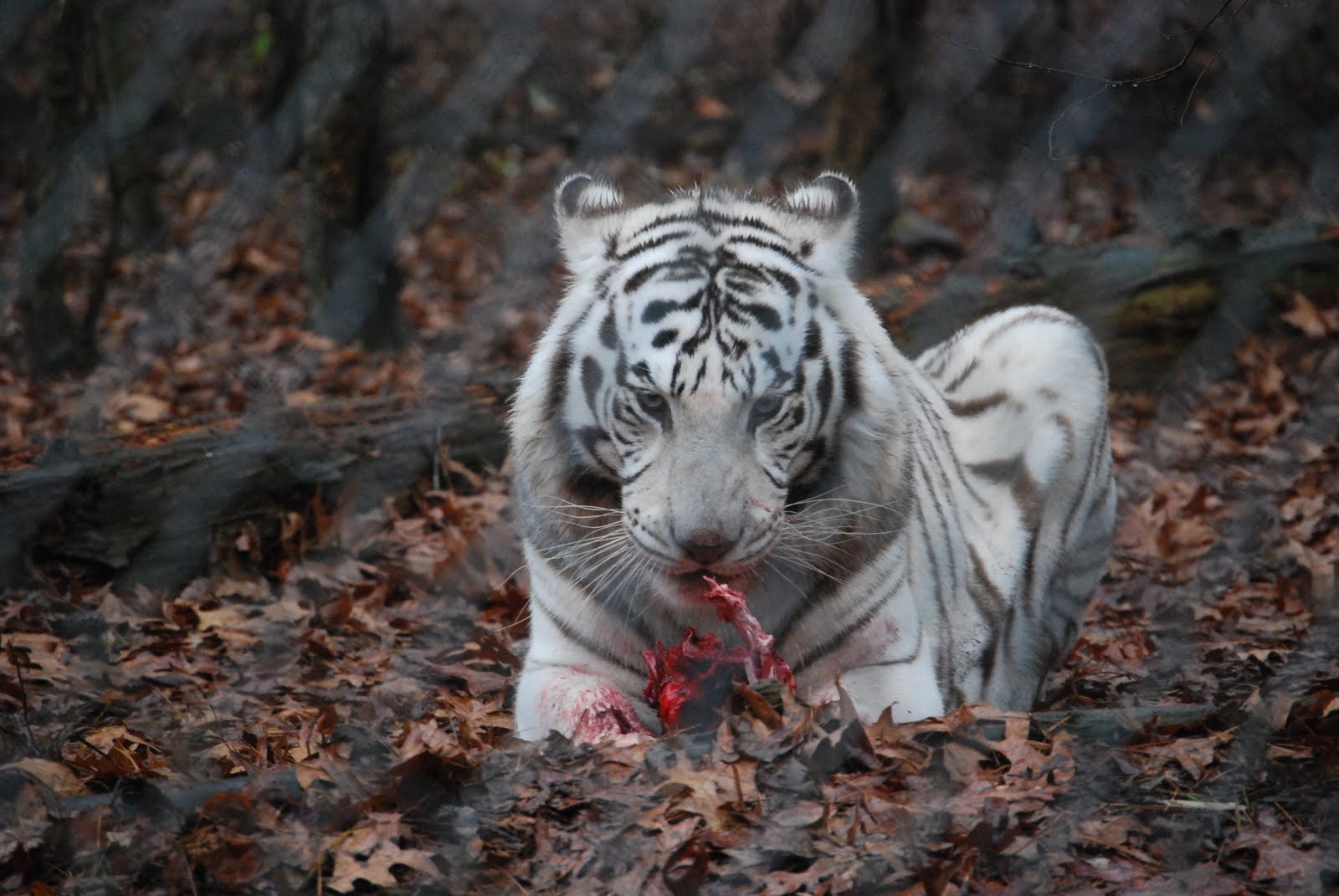 TIGER WALLPAPERS White Tiger Cub Wallpapers 1600x1071