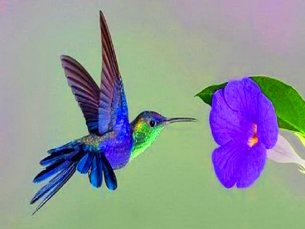 Hummingbird HD Wallpaper Pictures Image Background Photos