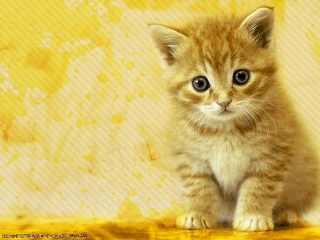 Golden Cat Desktop Wallpaper