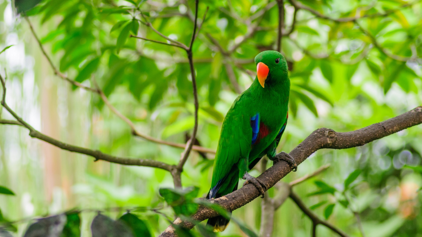 HD Background Green Parrot Red Mouth Bird Standing Tree Branch