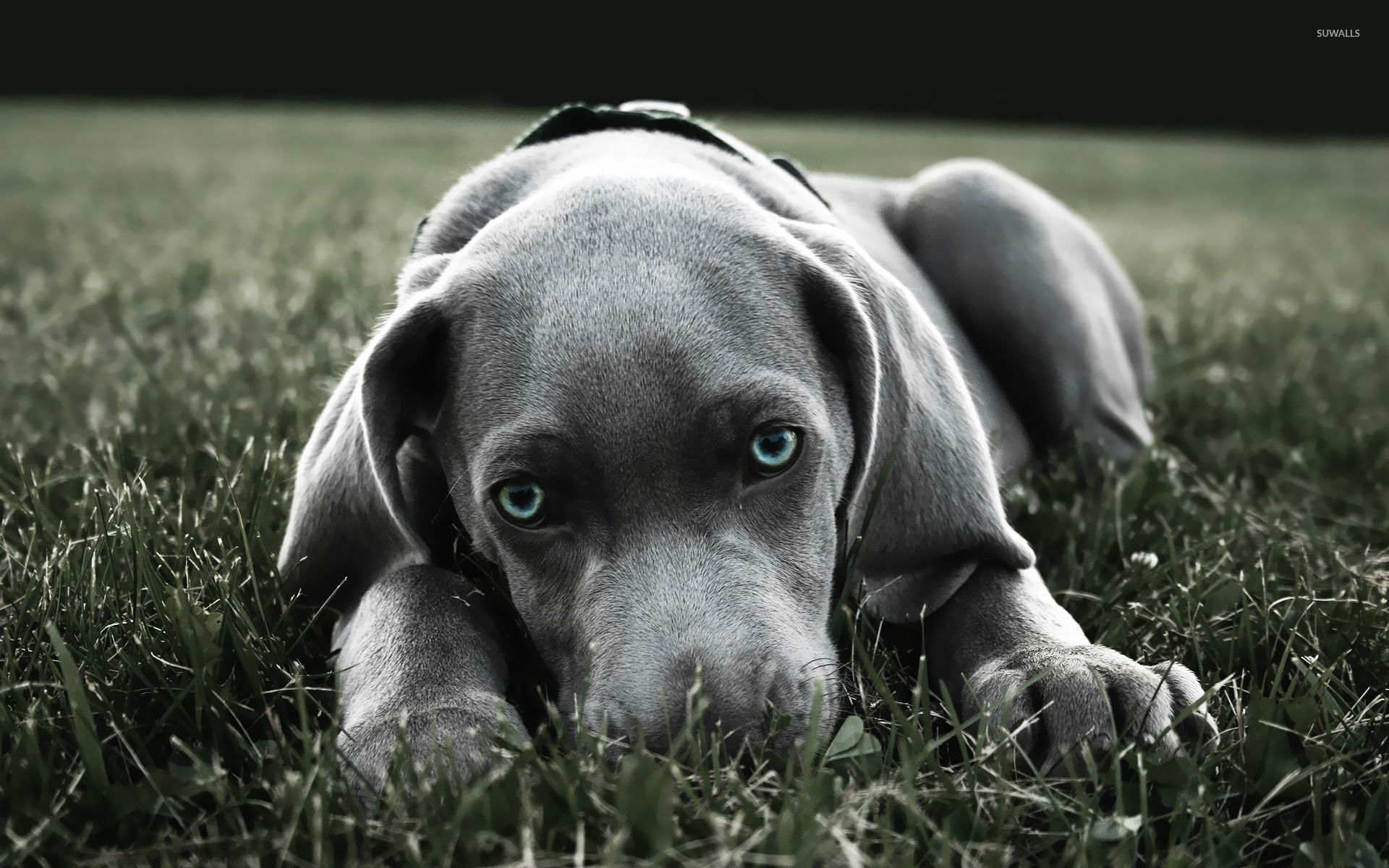 Weimaraner Wallpaper Click For More Like