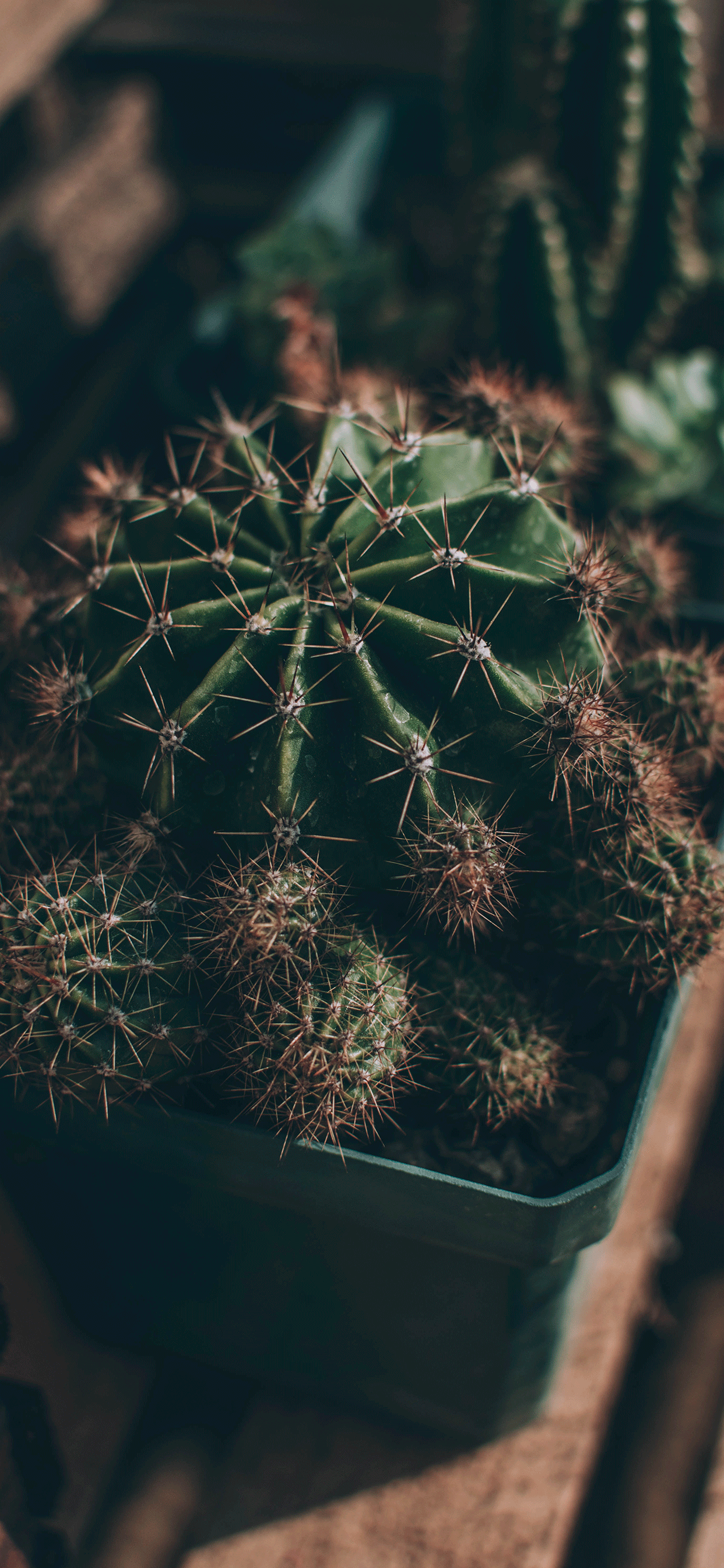 Cactus Wallpaper For iPhone Pro Max X