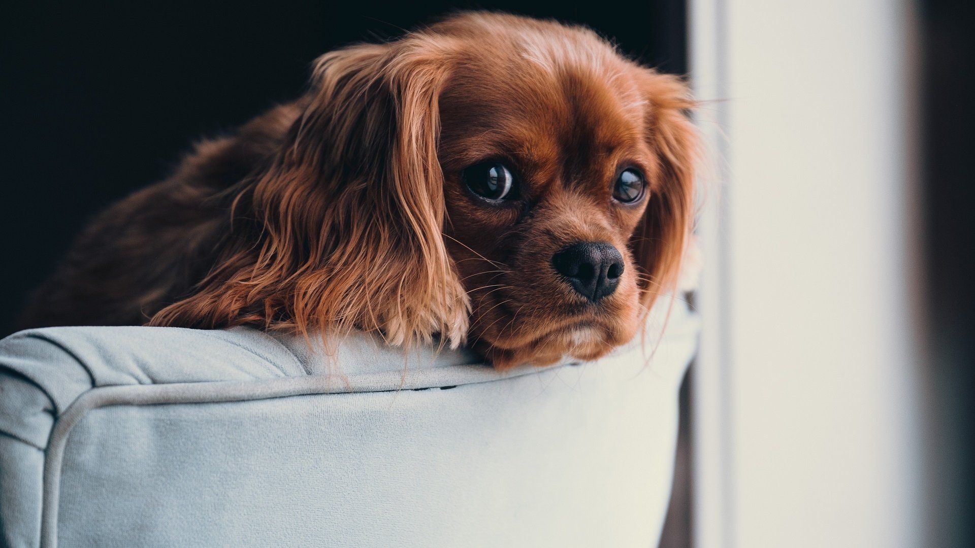 Dog Aesthetic Wallpaper