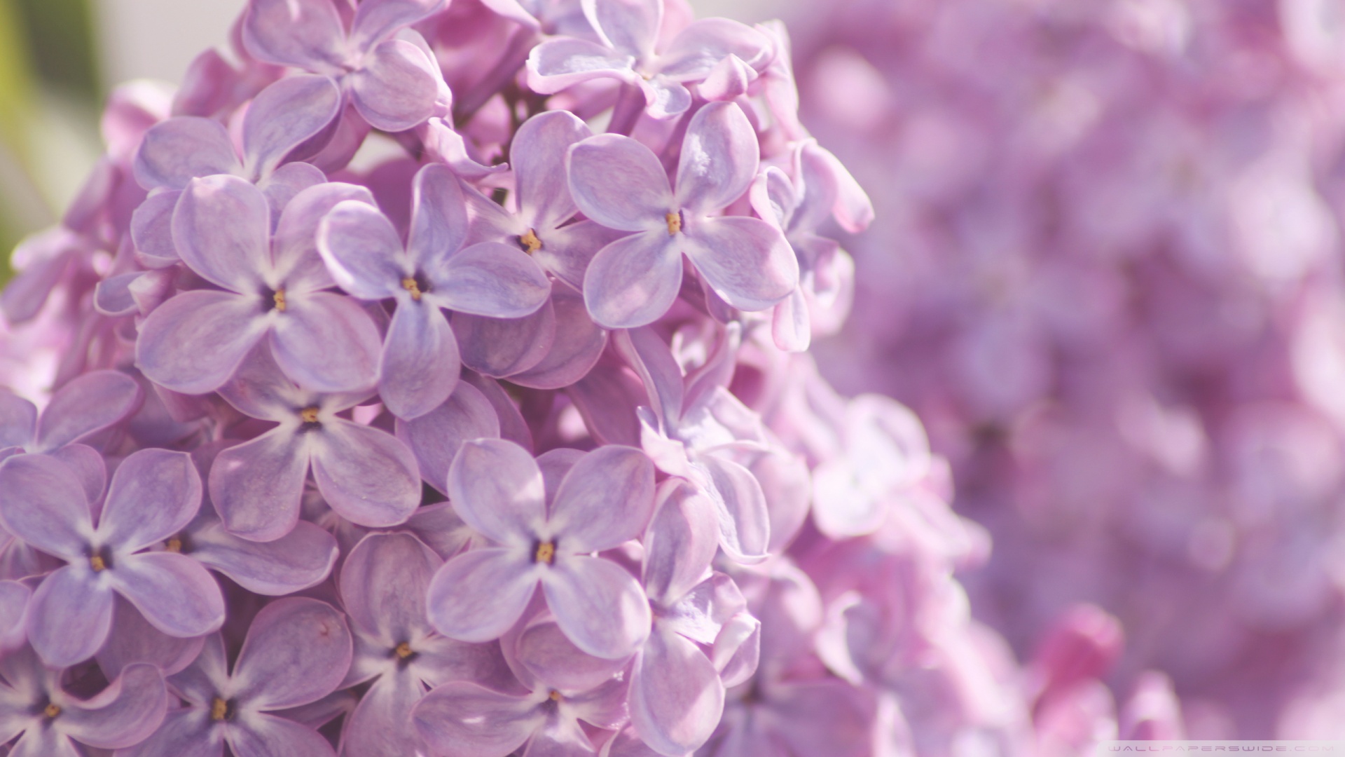 Pink Lilac Flowers wallpapers HD free