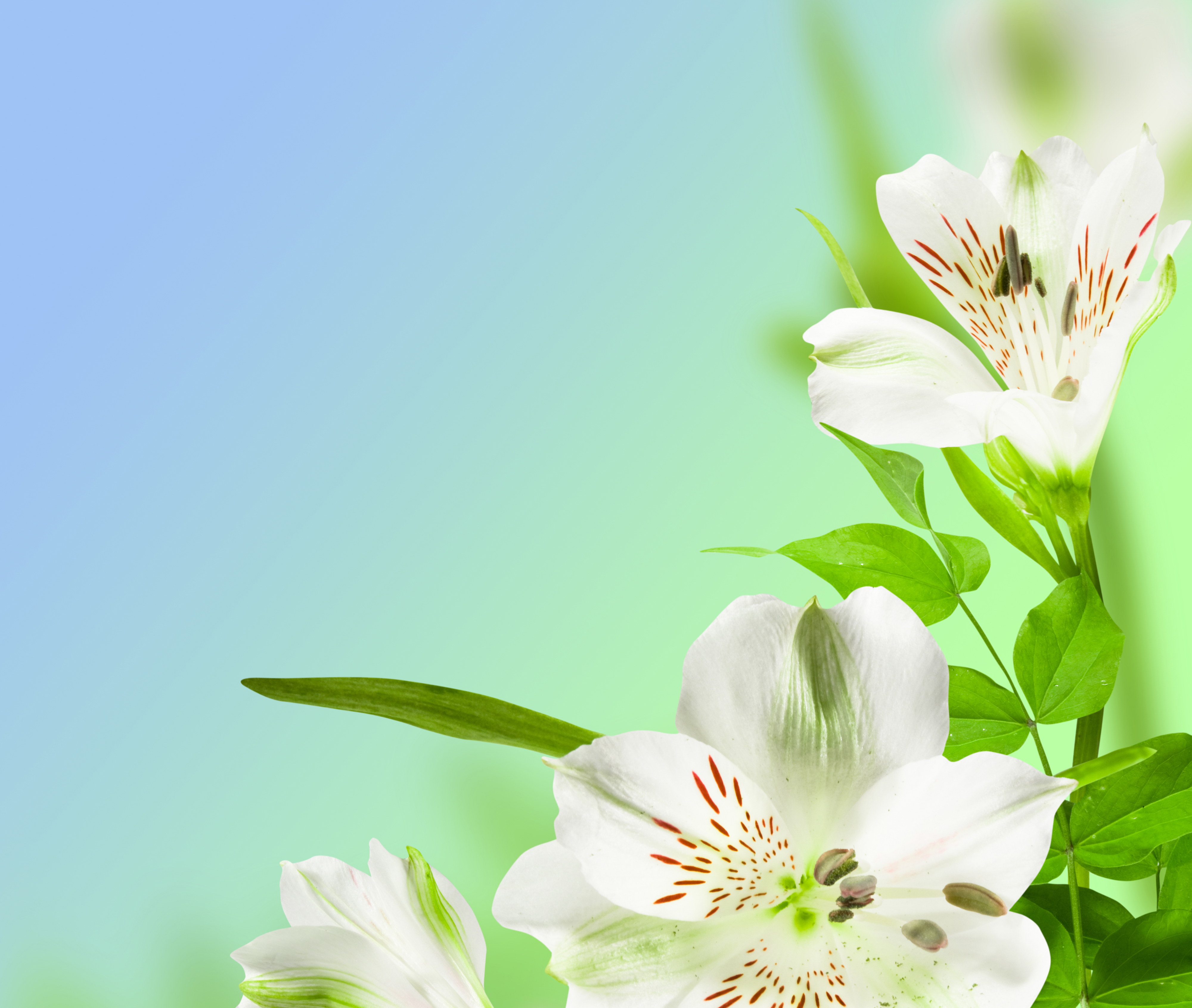 Desktop Spring Wallpaper Nexus 42z38eu Picserio