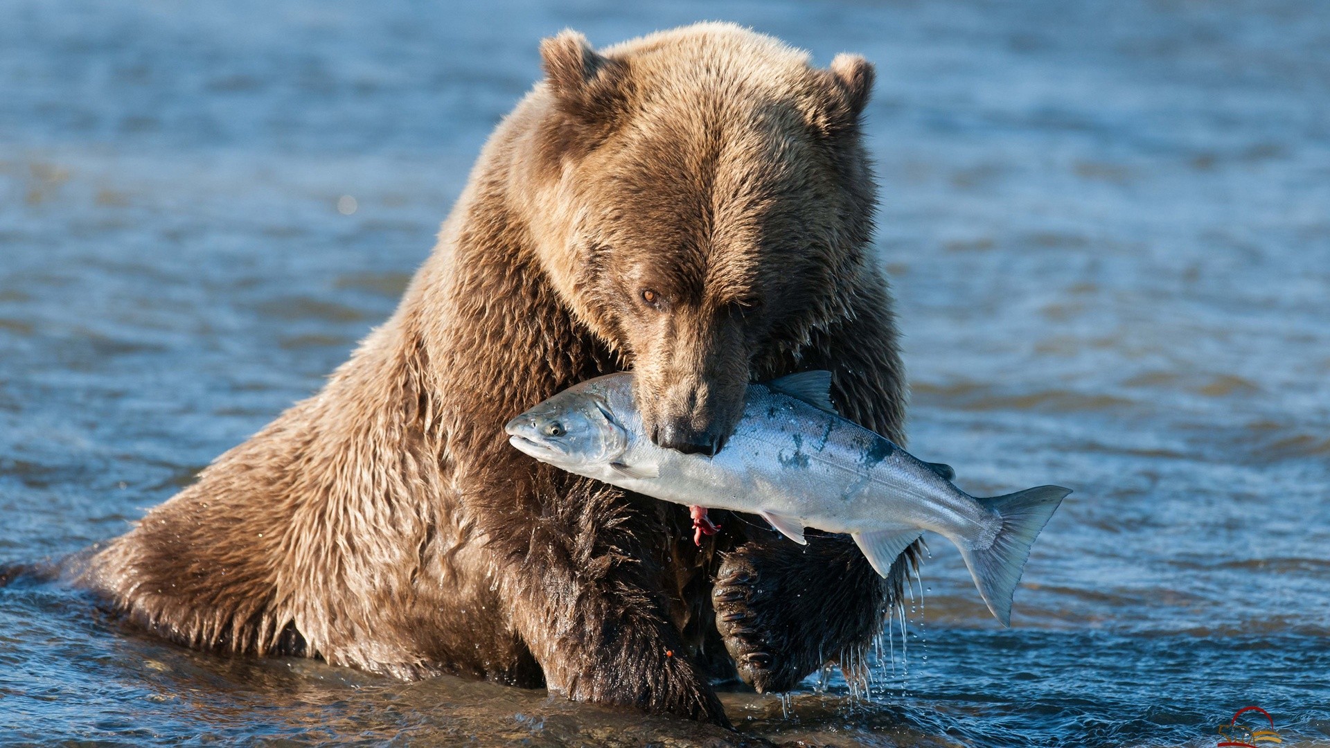 Bear Grizzly Fish Wallpaper Background