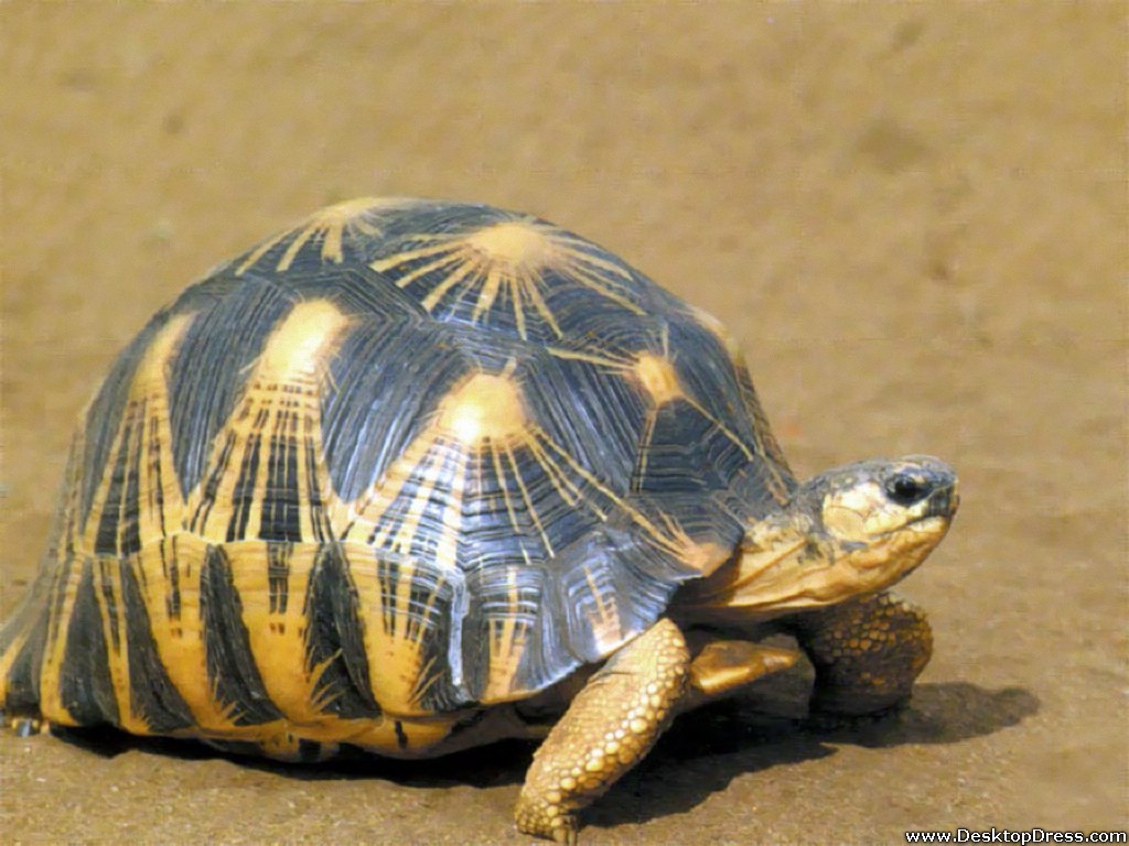 Desktop Wallpaper Animals Background Radiated Tortoise