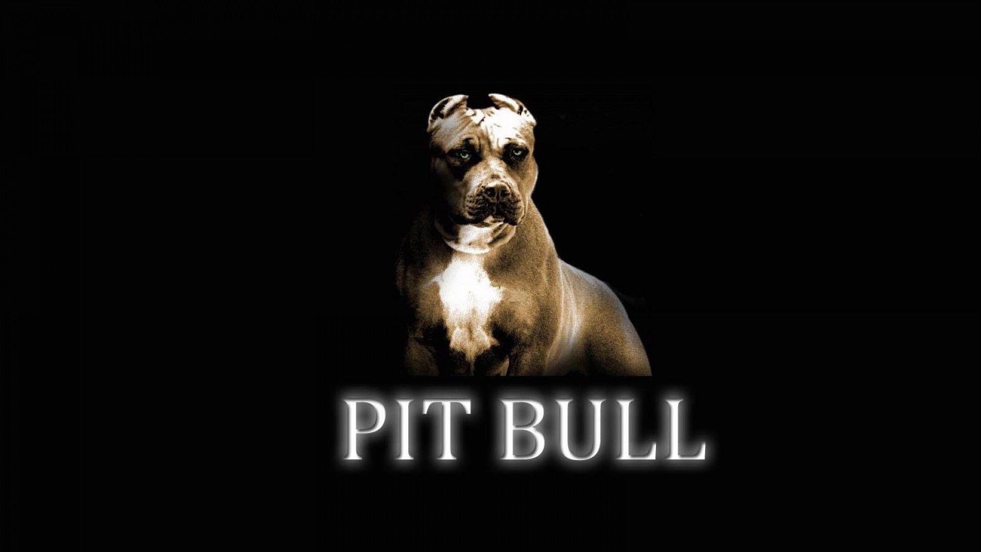 Pitbull Dog Wallpaper Hd 2 Dogs Wallpaper Dog Breeds Picture. 73