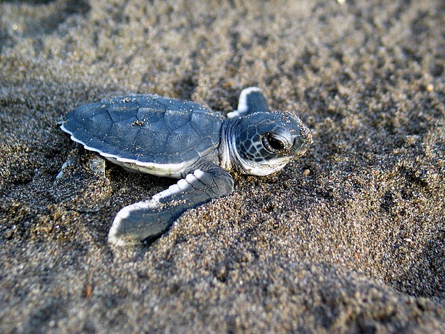 Description Baby Sea Turtle Jpg