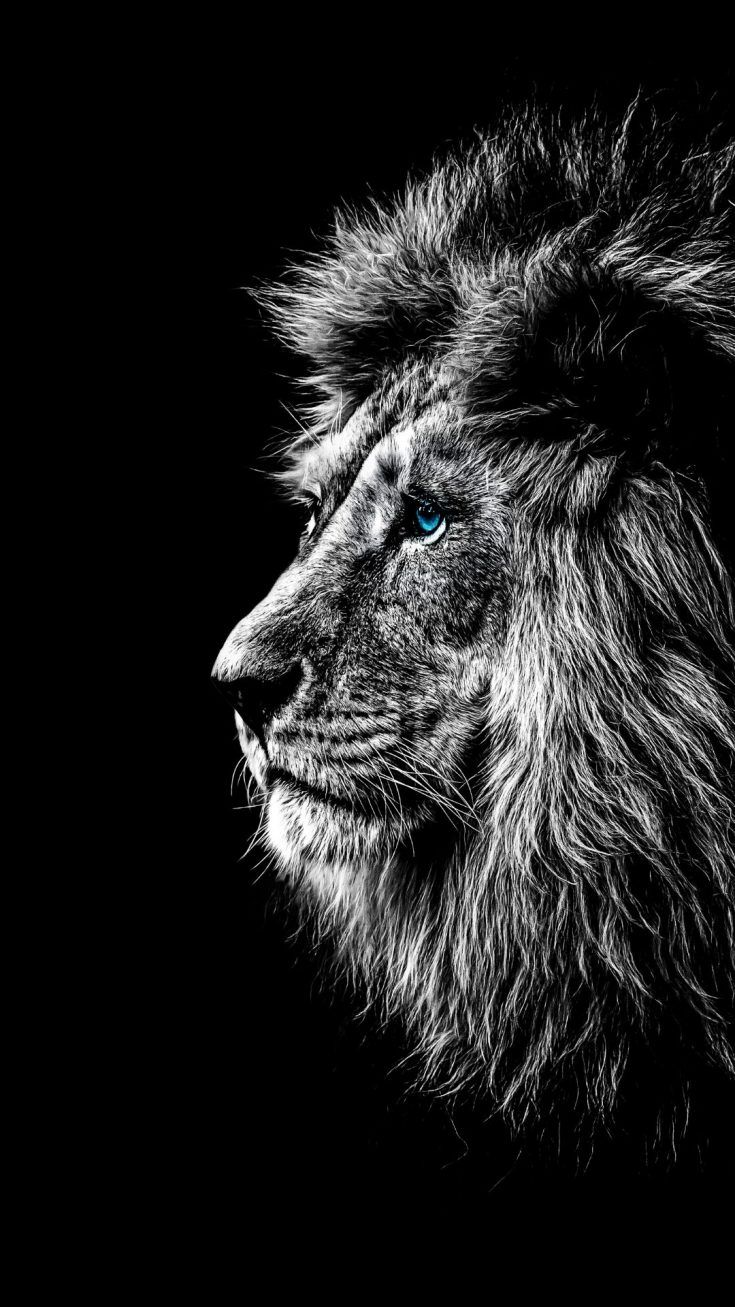 Adorable iPhone Animal Wallpaper HD The One Percent Lion