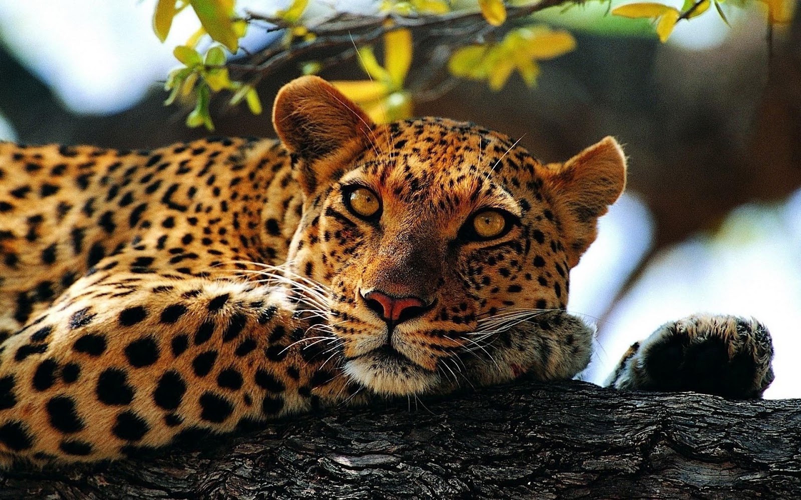 HD animal wallpaper with a resting cheetah in a tree HD cheetah