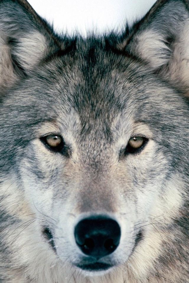 Beautiful Wolves Grey Wolf Wallpaper