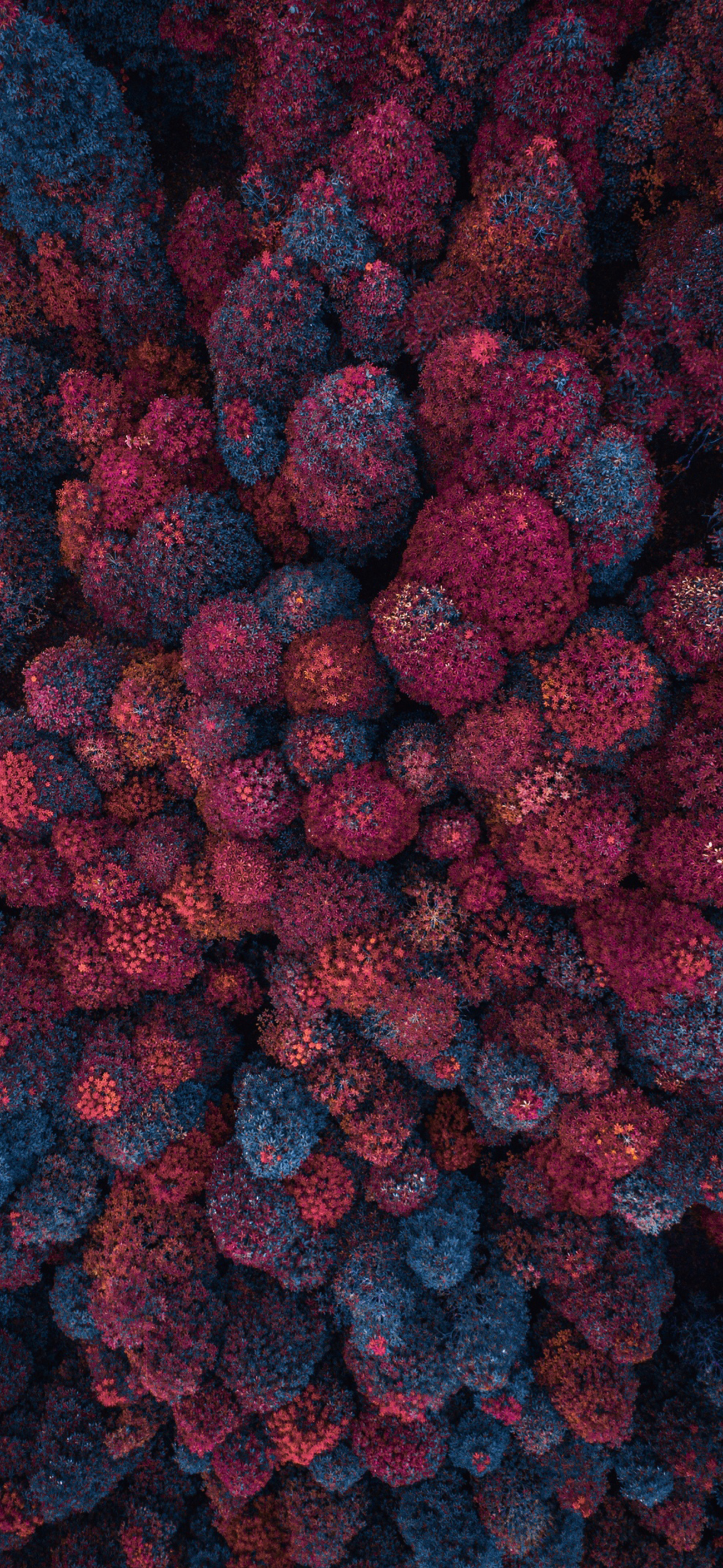 Red Forest Wallpaper