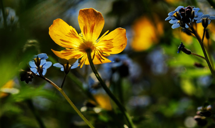 Name High Definition Wallpaper Of Flowers Picture Yellow Blue