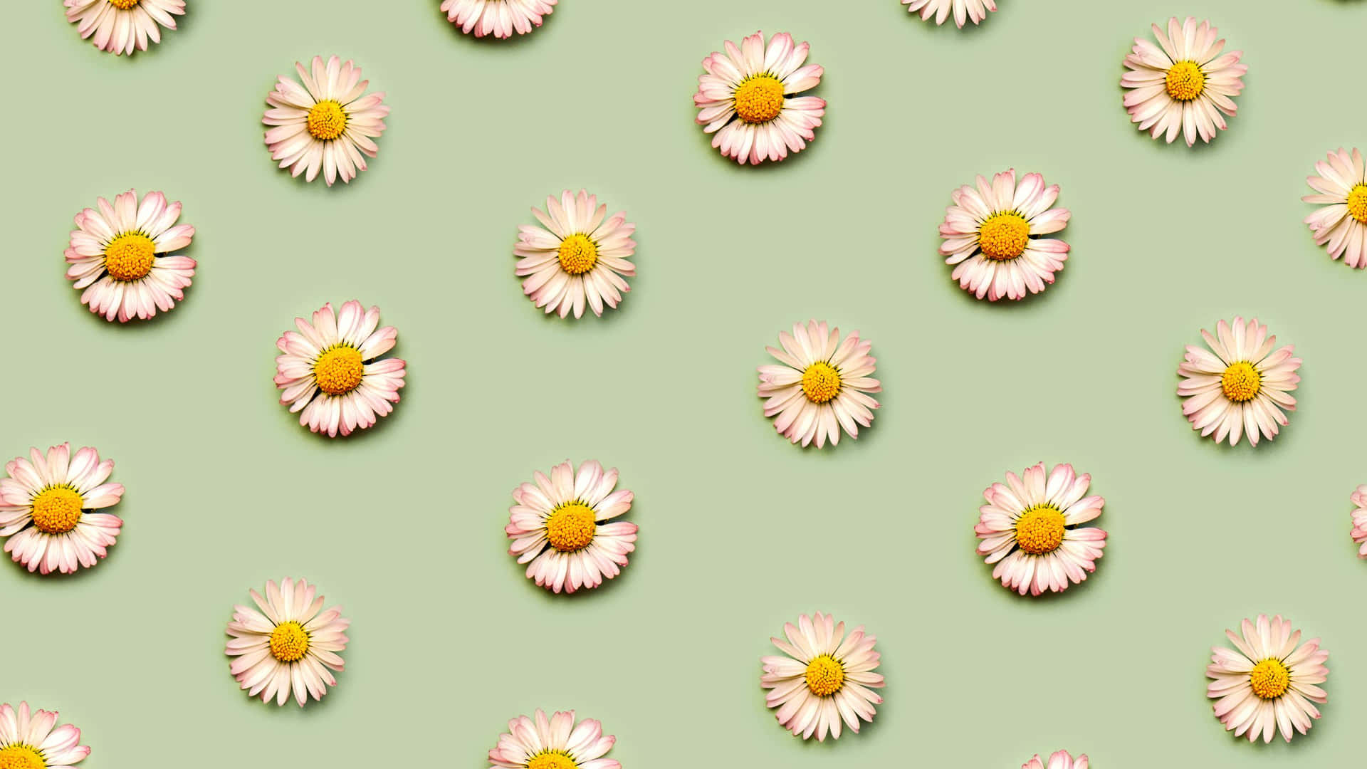 Sage Green Aesthetic Wallpaper