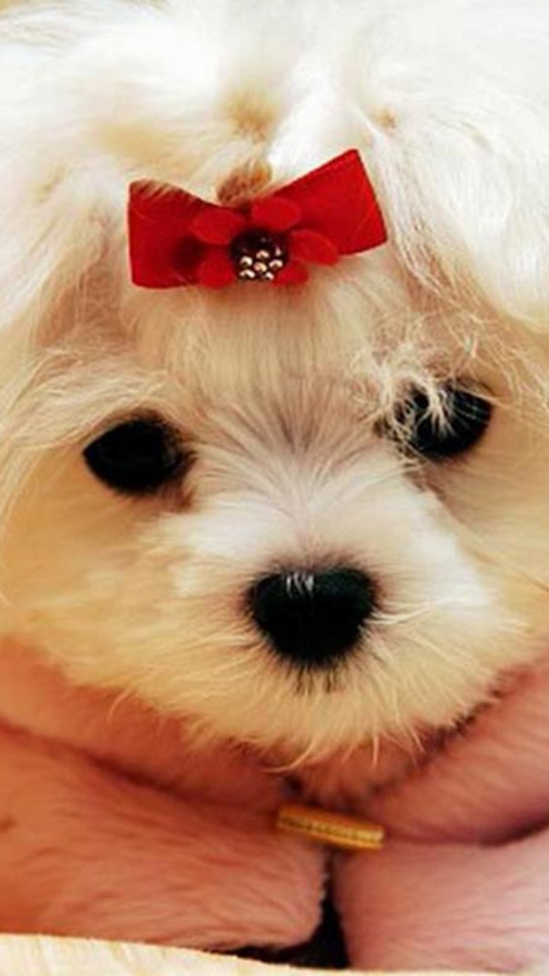 Puppies Wallpaper For Chat Android Apps On Google Play