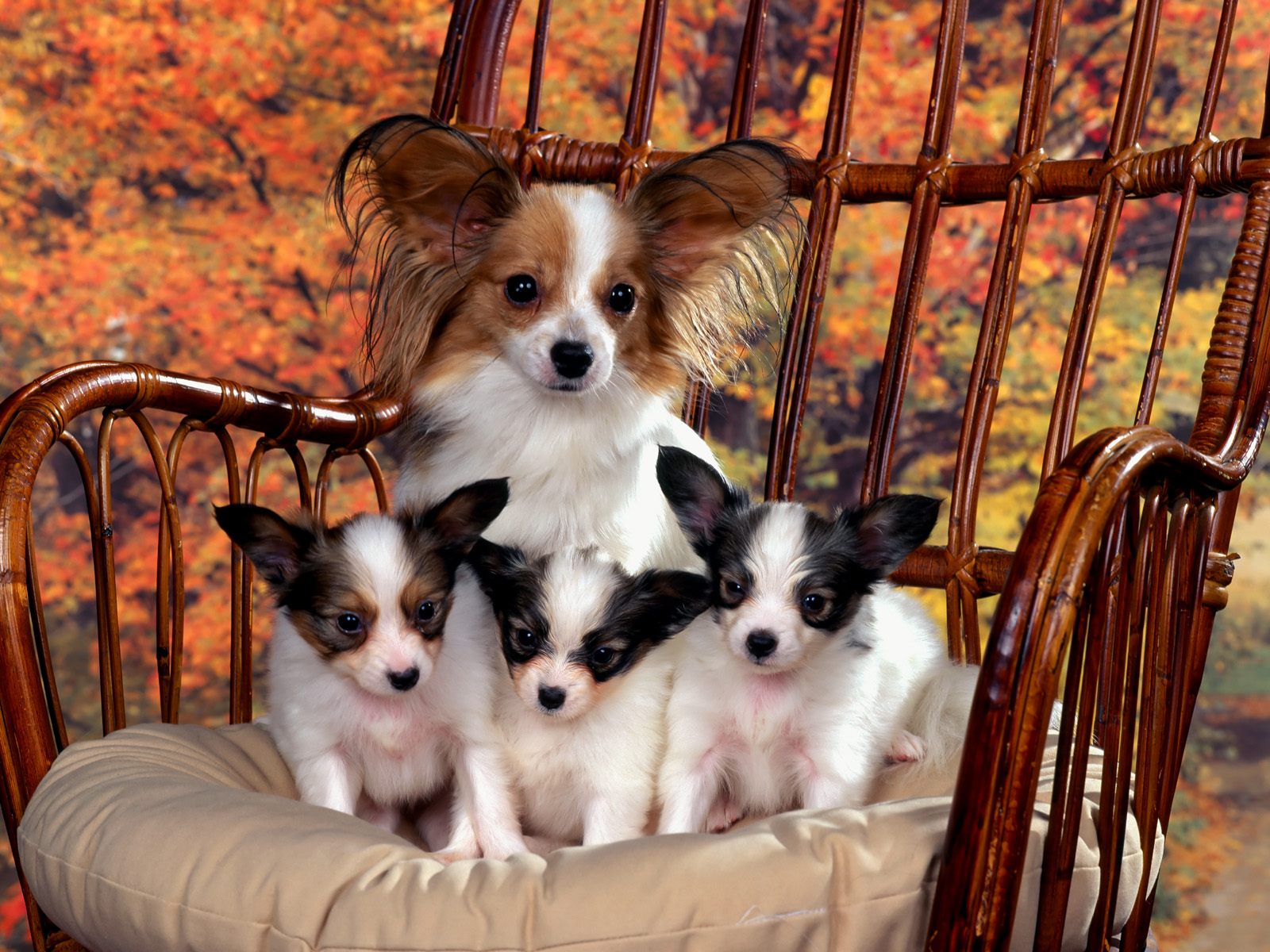 Desktop Wallpaper Gallery Animals Chihuahua Dog And Puppies