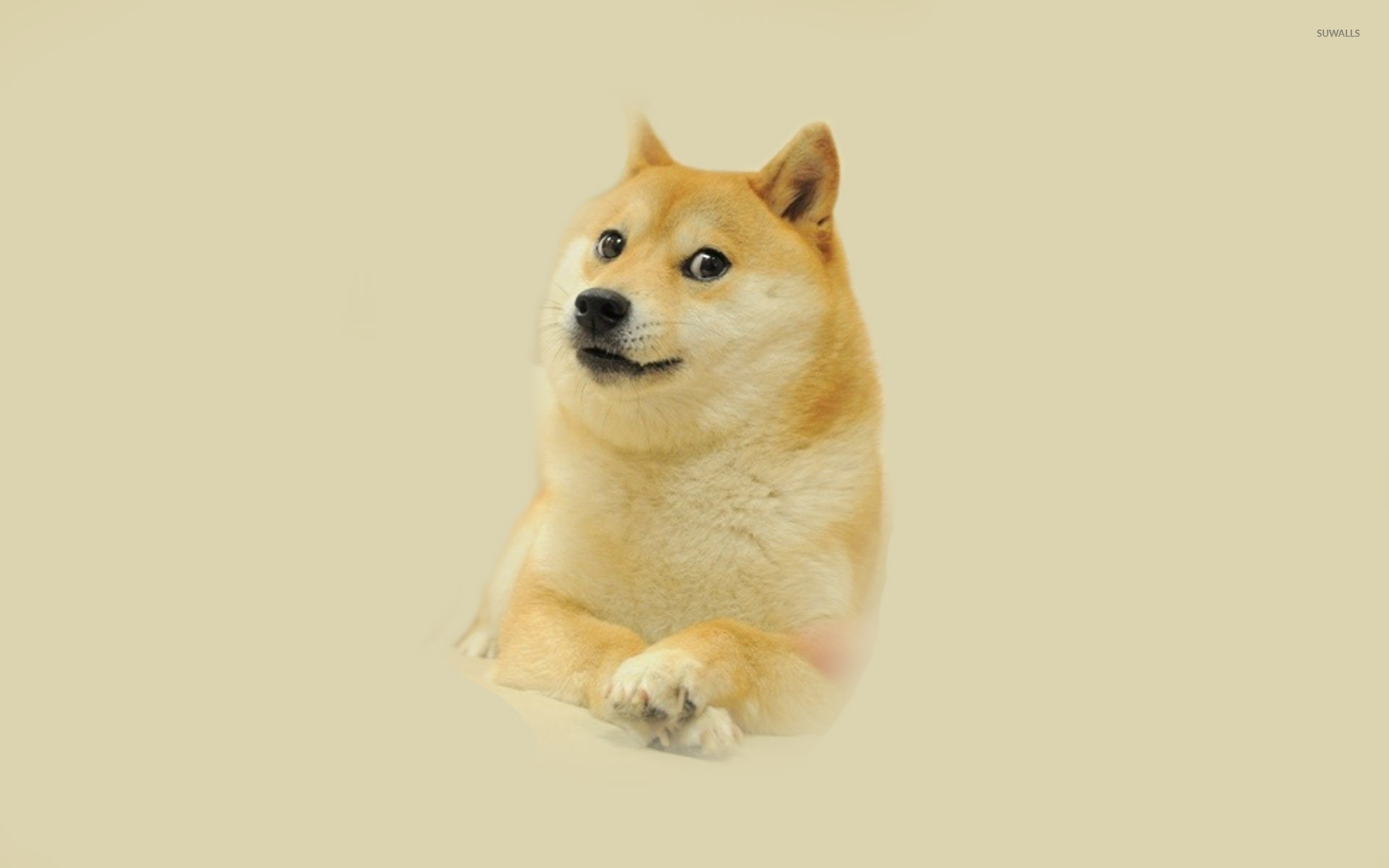 Doge Meme Wallpaper