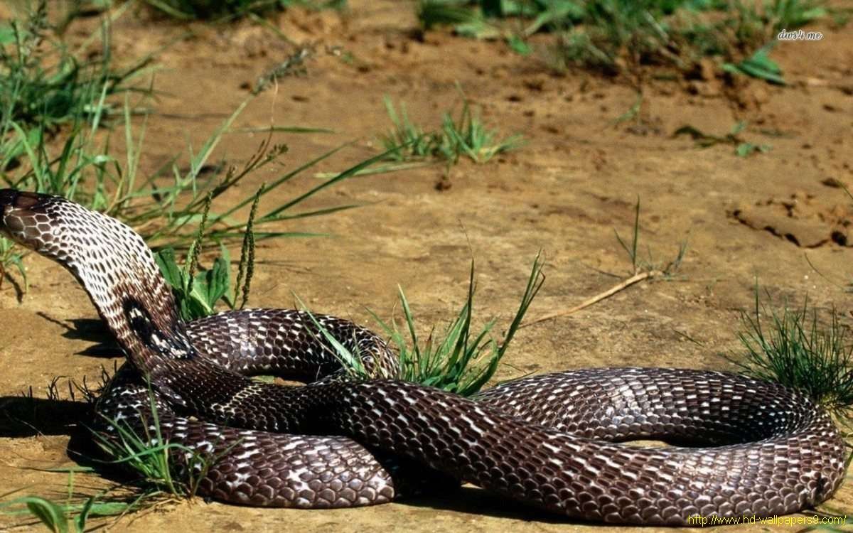 Black Cobra Snake Wallpaper Animals