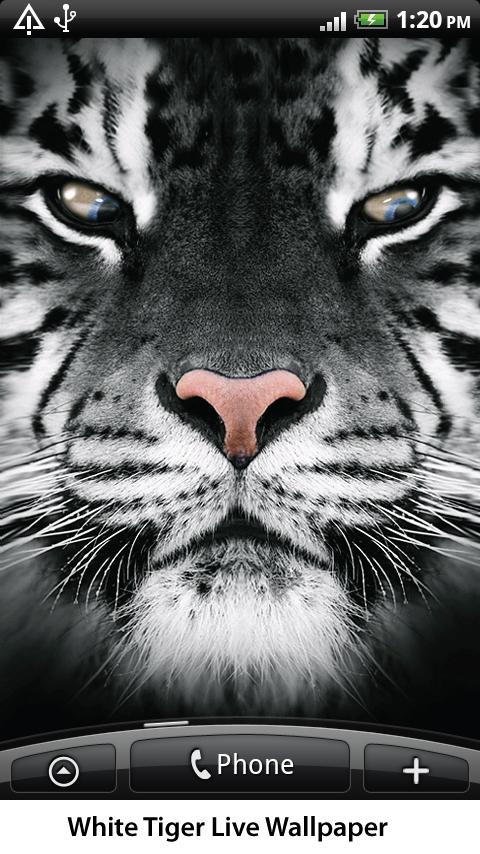 Live Wallpaper A White Tiger Follows Your Every Move Closely The