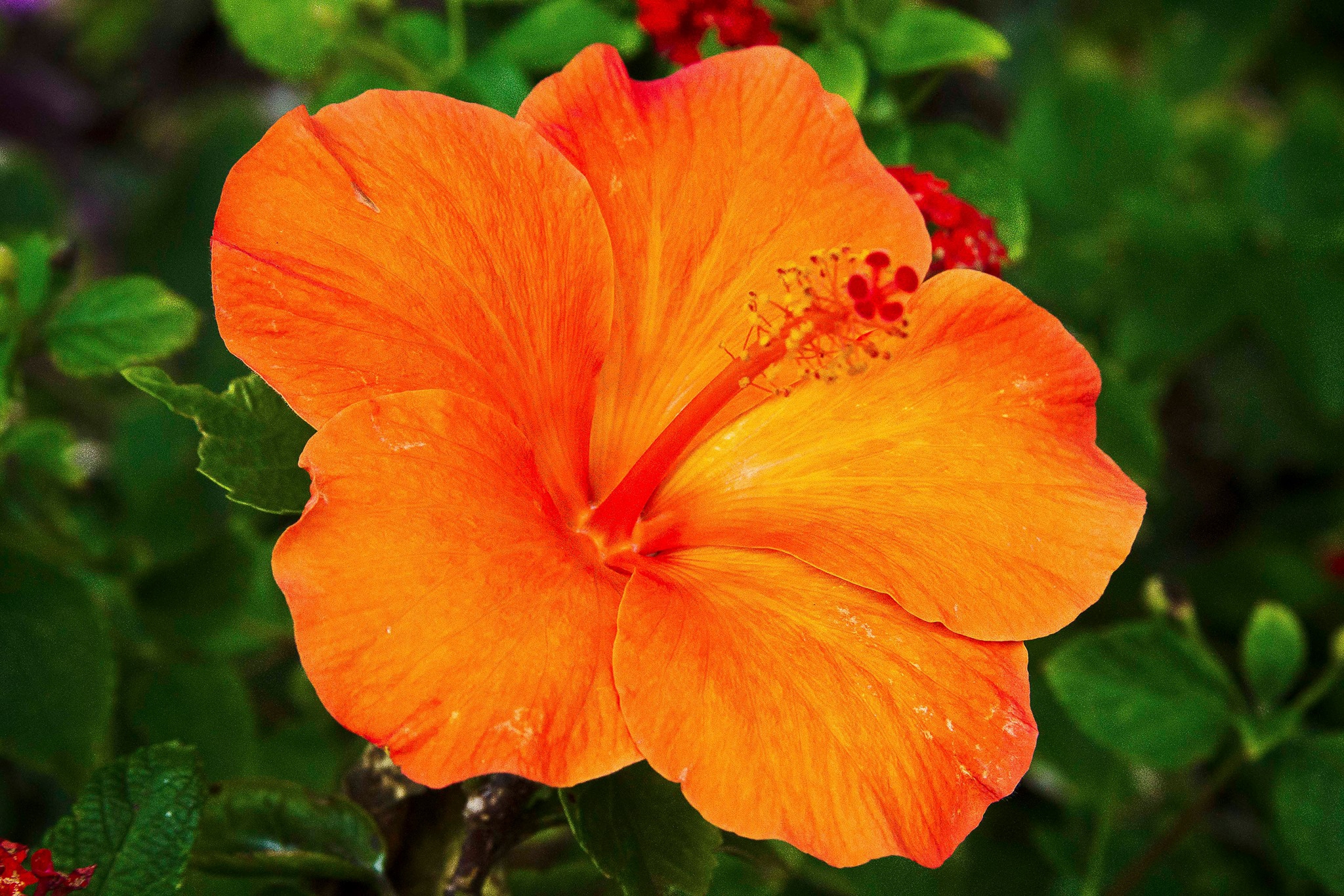 Hibiscus Wallpaper For Laptop