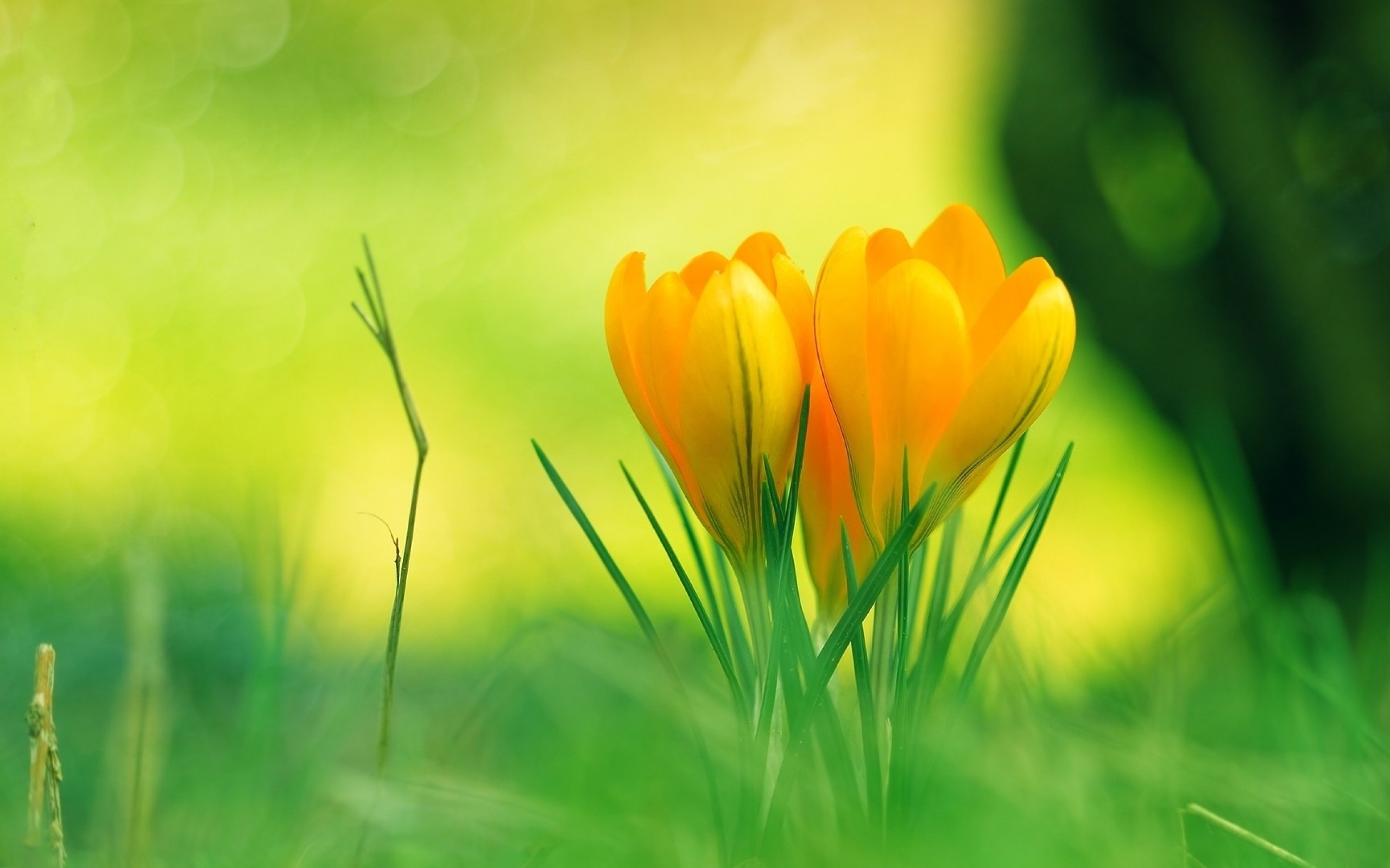 Nature Flowers Wallpaper Image Photos Picture
