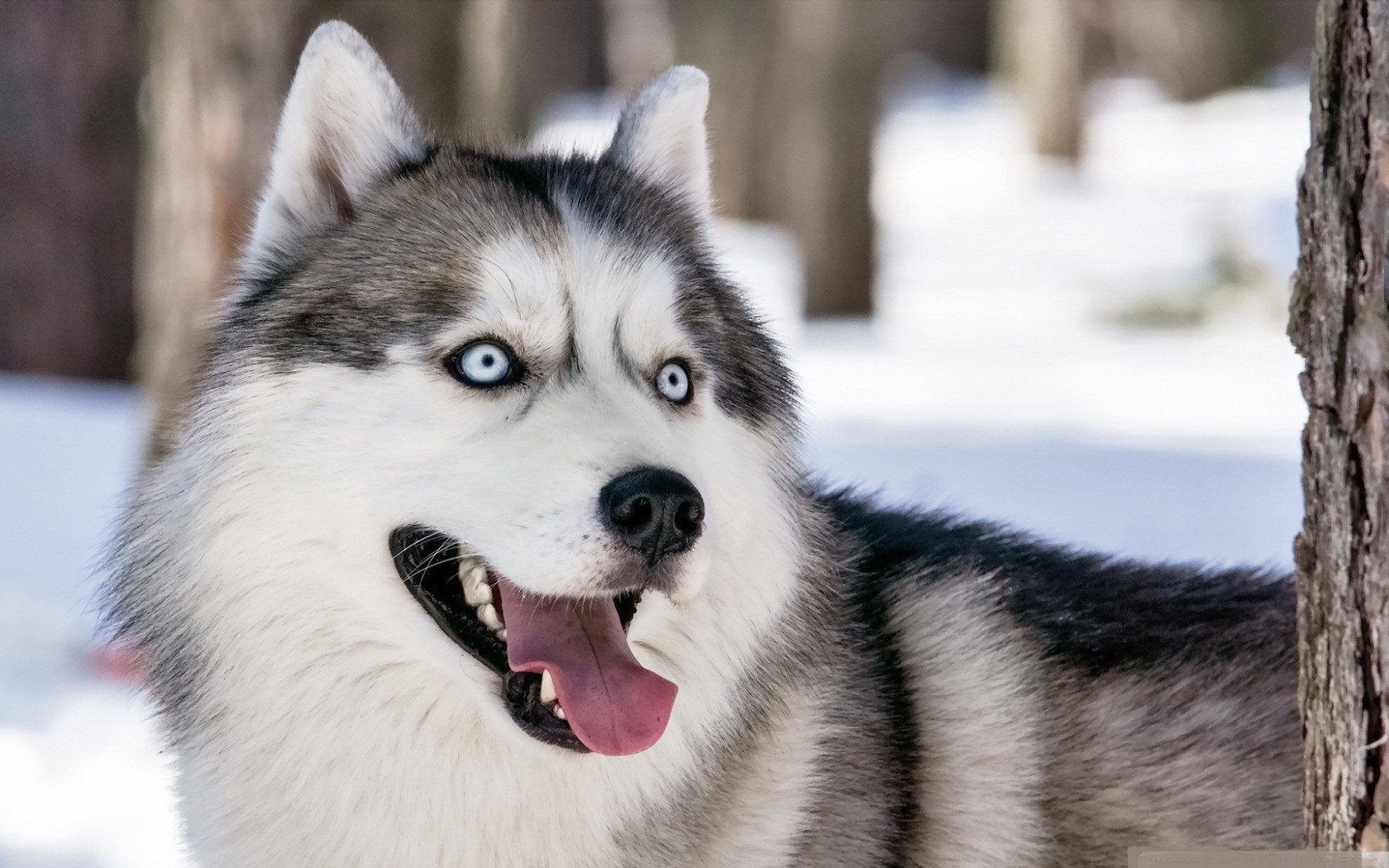 Husky dog in winter forest wallpapers and images wallpapers