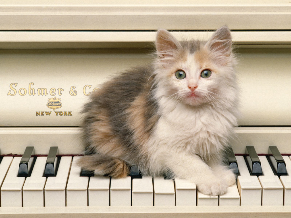 Hottest Desktop Wallpaper for Cat Lovers Pictures of Cats Cat