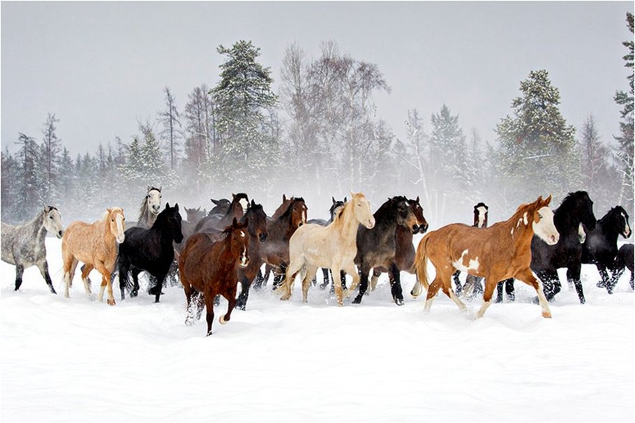 Horses In Winter Wallpaper On