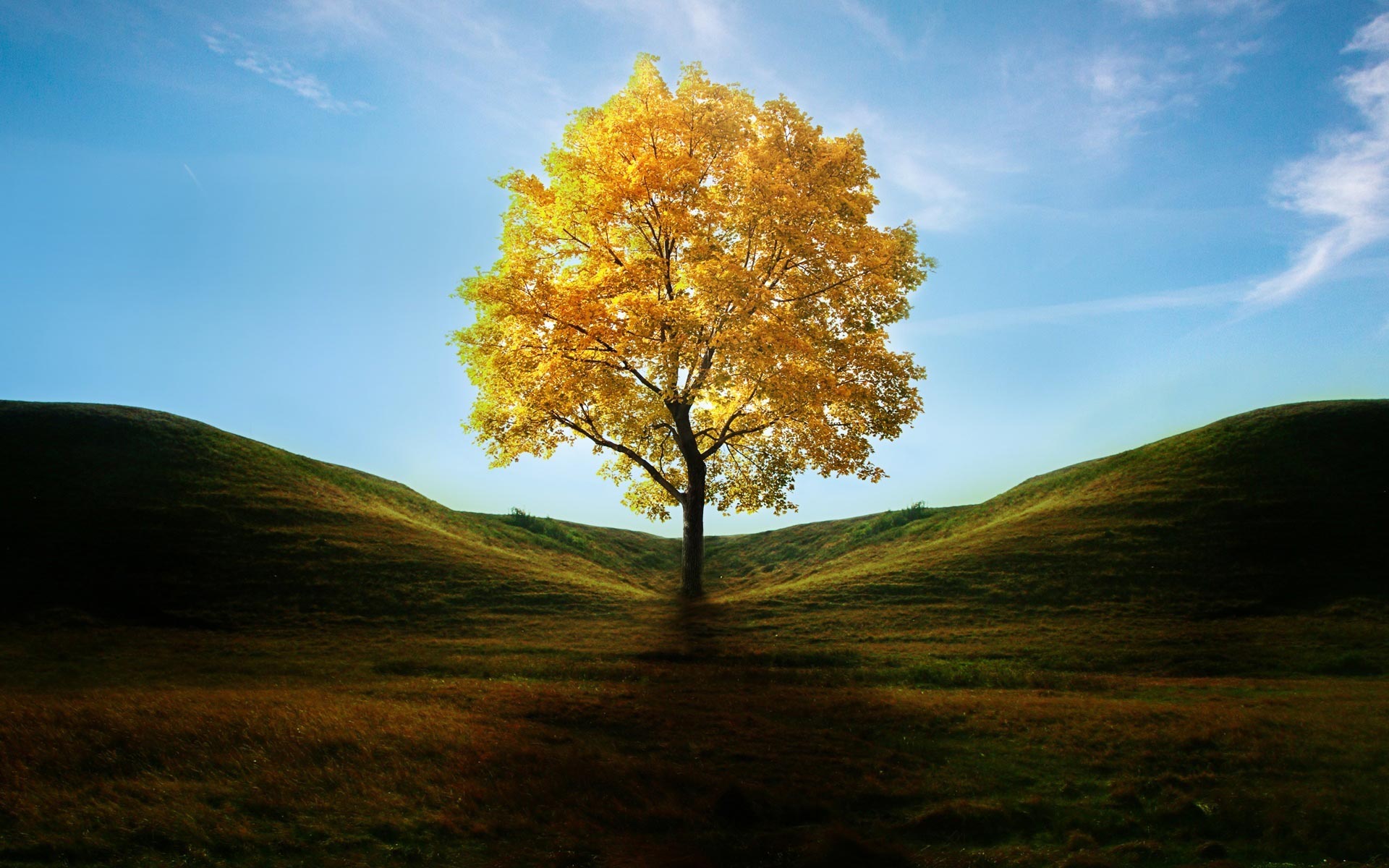 Yellow Tree Wallpapers