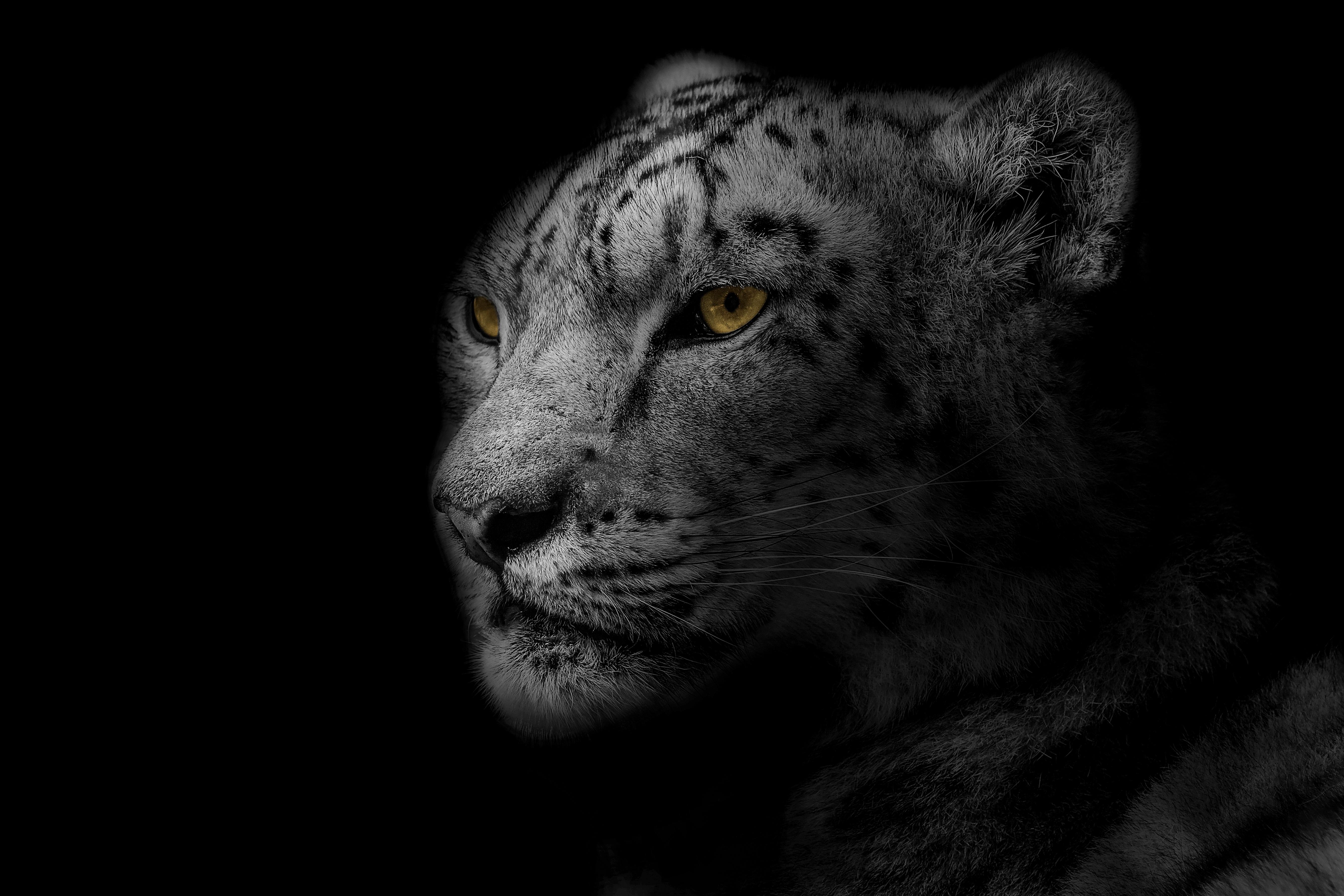 Papel Tapiz De Leopardo Hocico Depredador Gato Grande Manchado