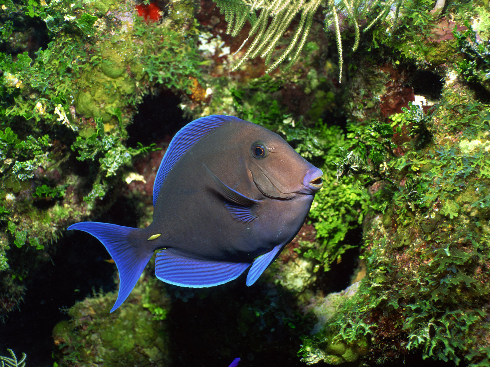 Funny Fish Wallpaper Desktop Animal