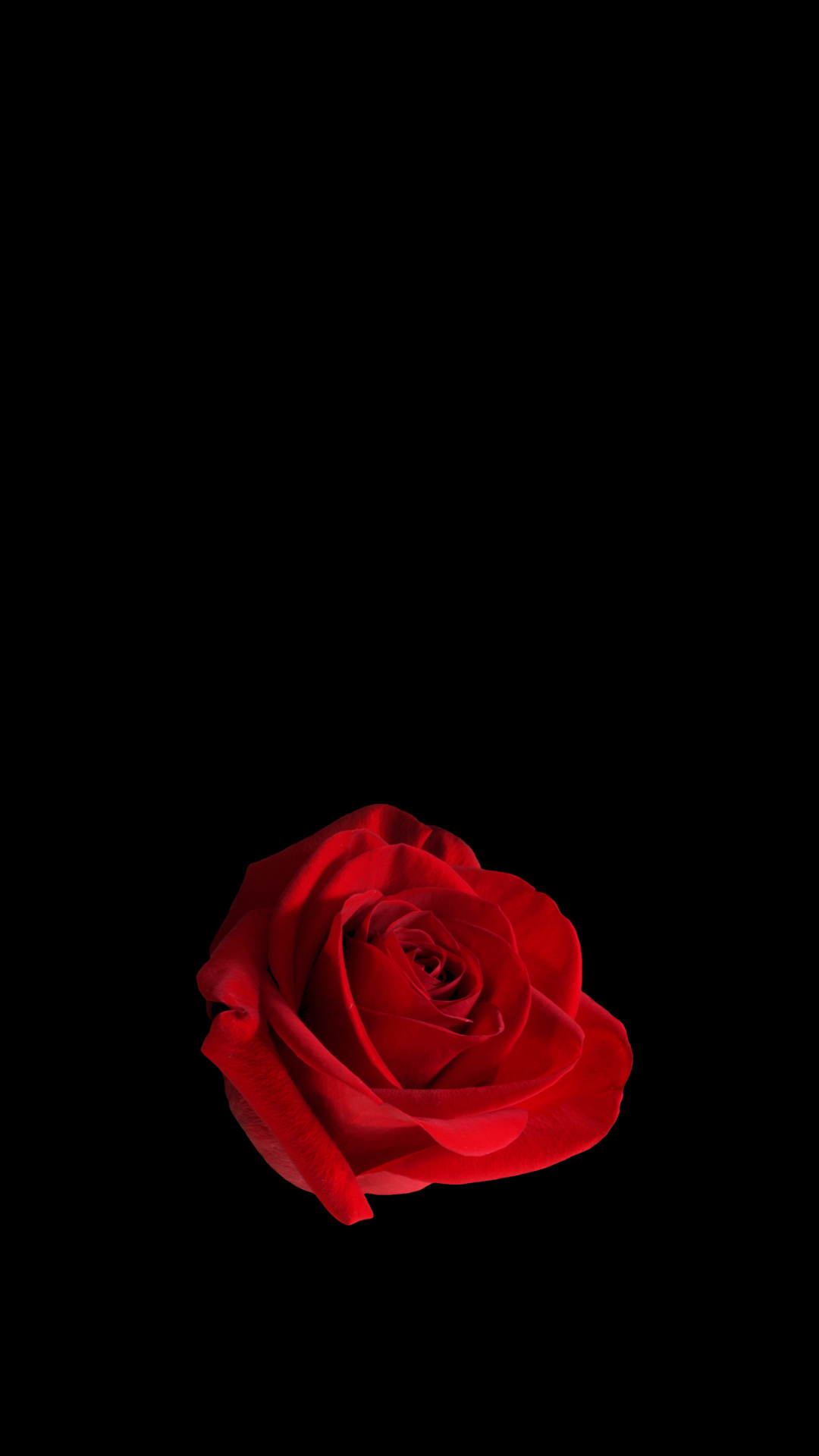 Red Rose Cell Phone Wallpaper By Mitsubishiman