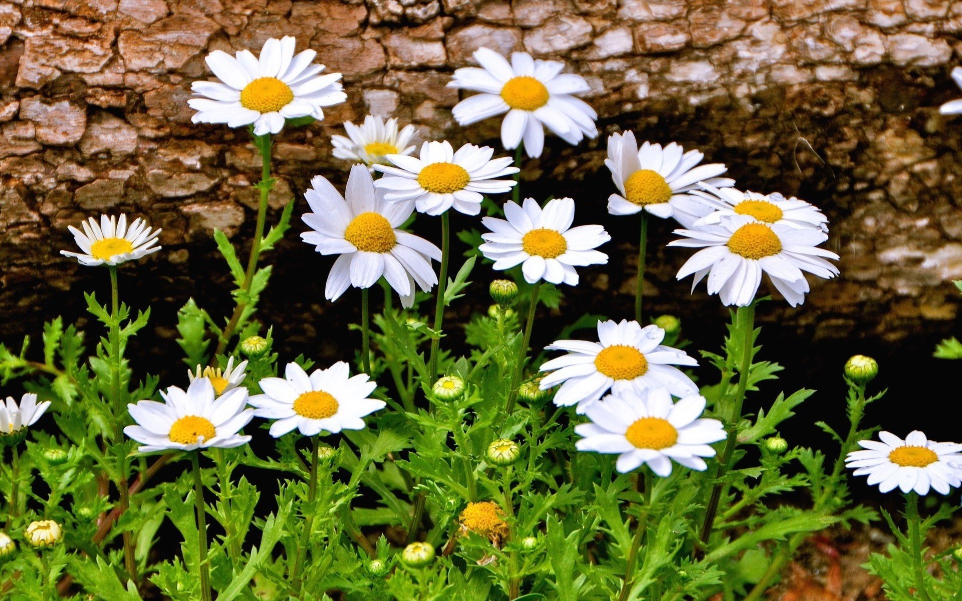Daisies Daisy Flowers Wallpaper
