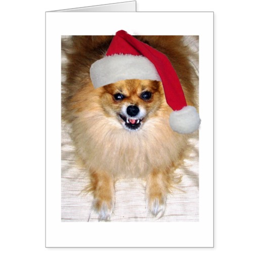 Pomeranian Santa Christmas Card