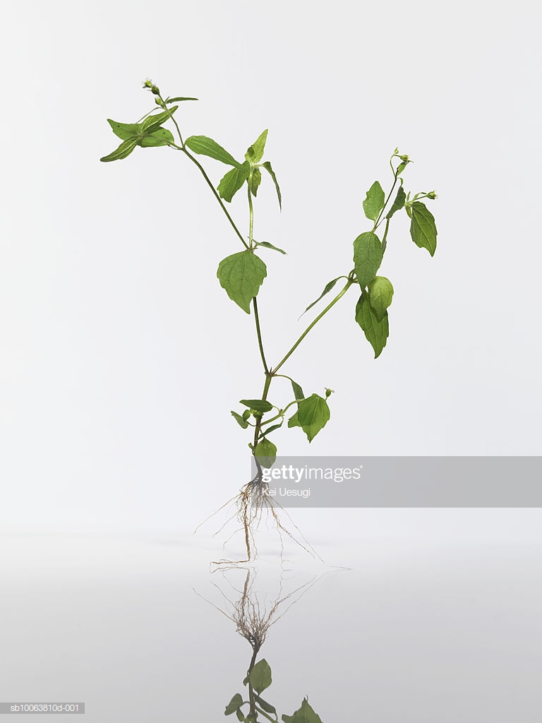 Solanum Sapling On White Background Stock Photo Getty Image