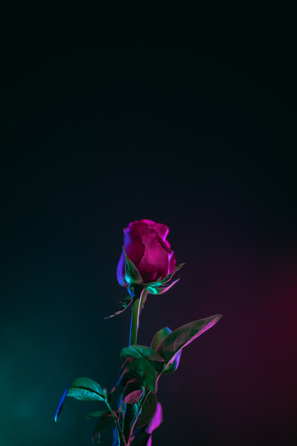 Rose Pictures HD Image Stock Photos