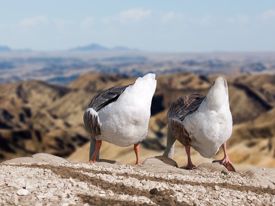 HD Wallpaper Two White And Black Birds Stand On Rock Geese Rump