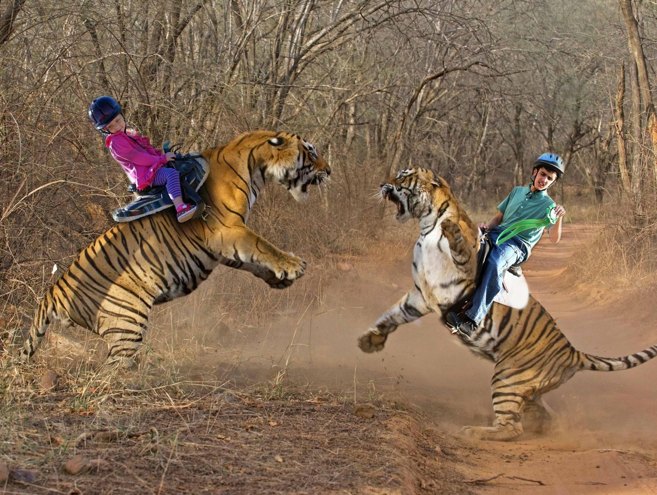 Tiger Predator Creative Photoshop Humor Funny F Wallpaper