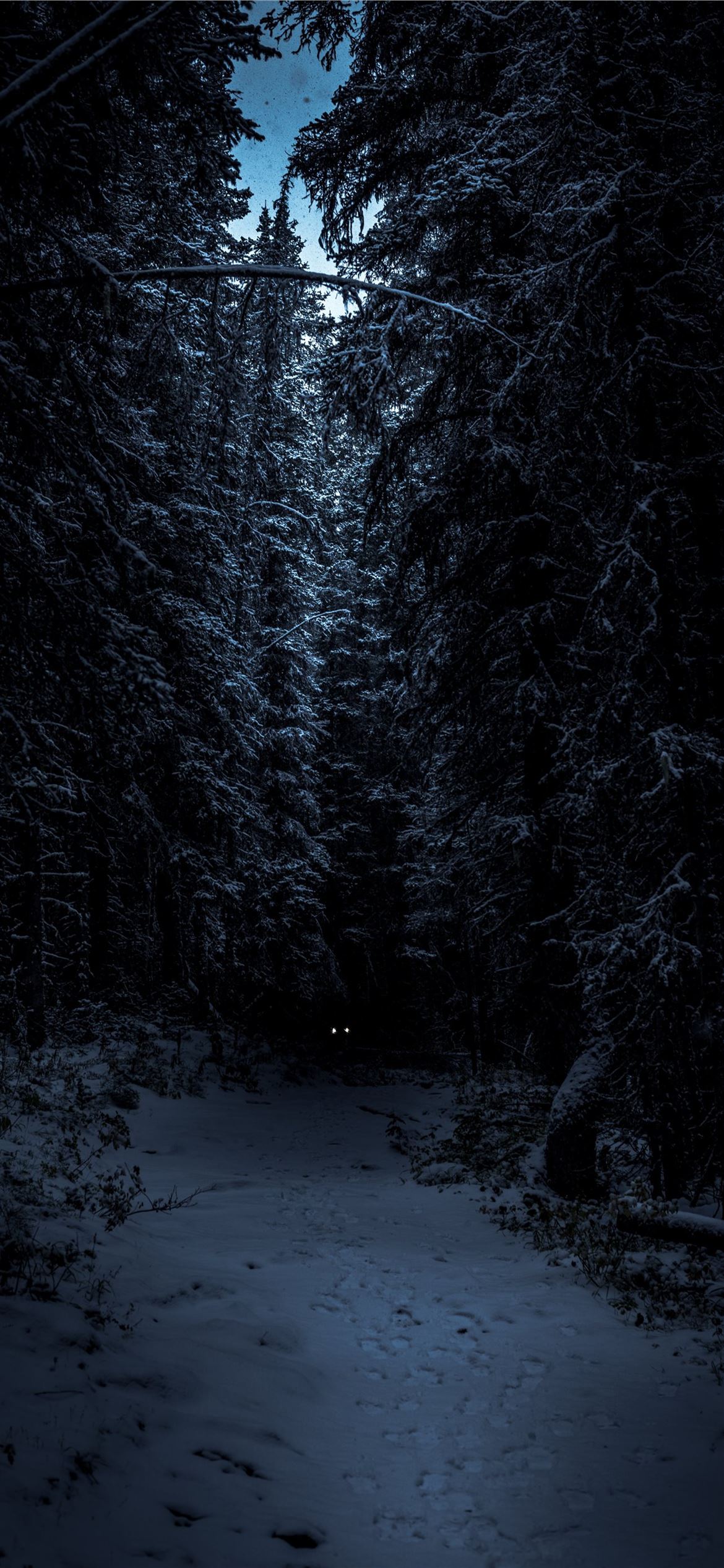 Landscape Photography Of Forest iPhone Wallpaper