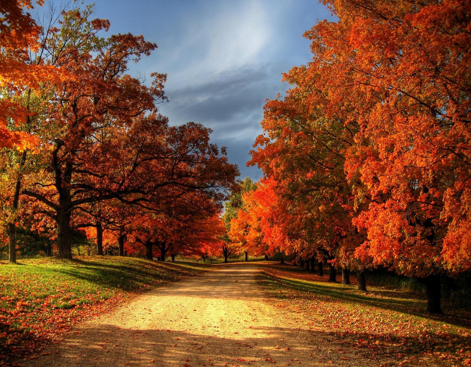 A picturesque dirt road winds through a vibrant autumn forest, ablaze with the warm hues of fall foliage. The trees lining the path display a breathtaking spectrum of orange, red, and gold leaves, creating a captivating scene of seasonal beauty