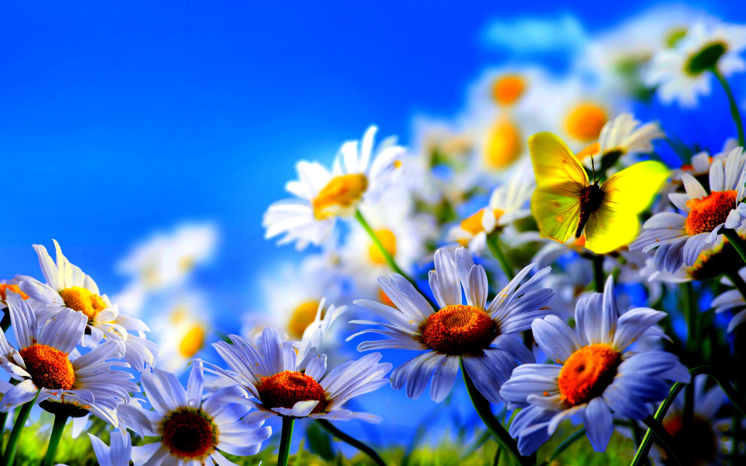Spring flowers screensavers HD wallpaper background 2560x1600