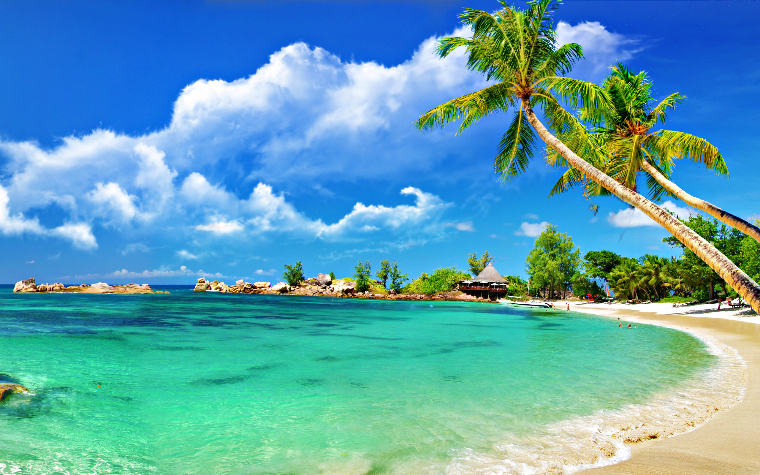 Palm trees on sandy beach wallpaper   1076658