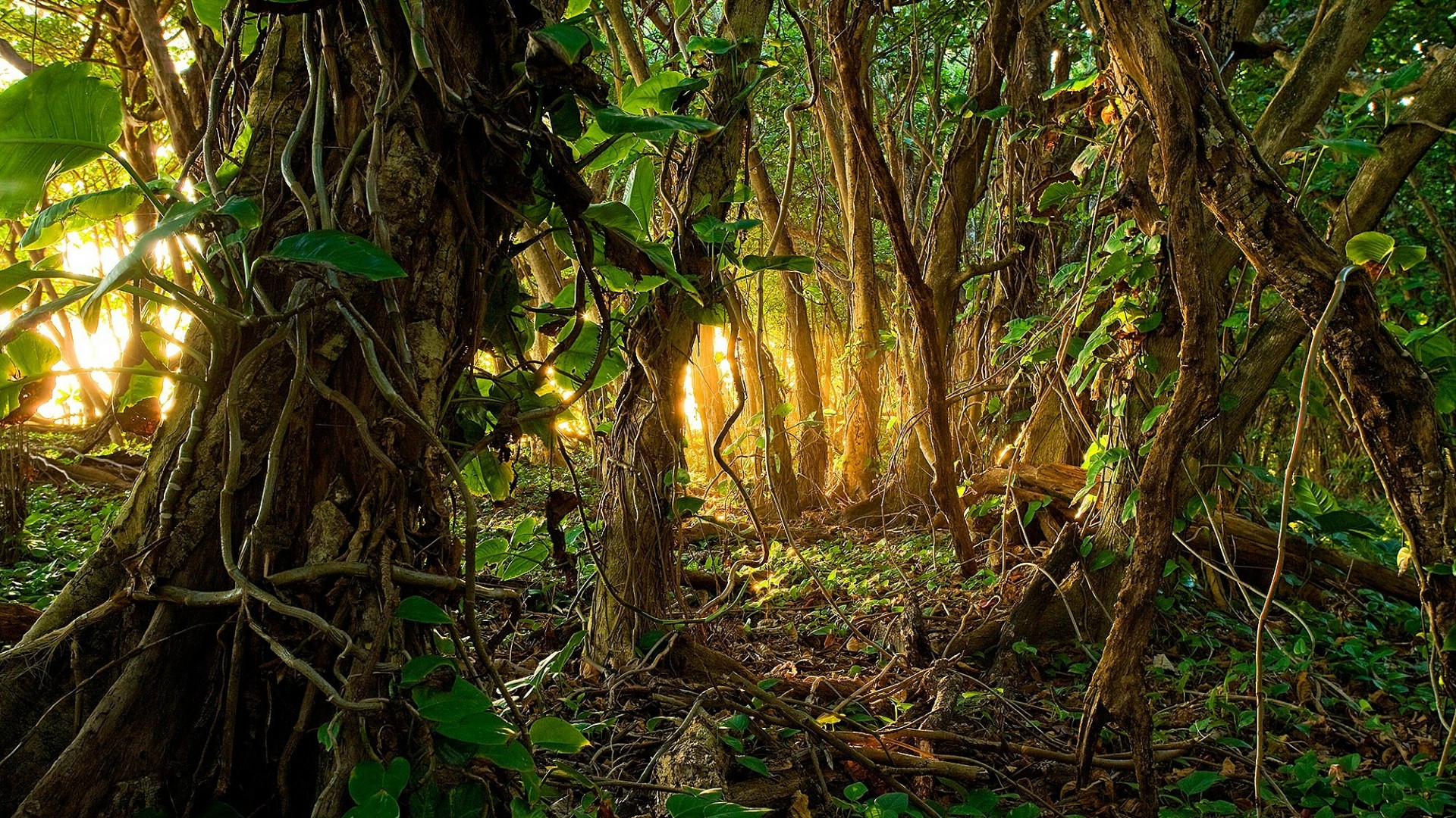 Jungle Wallpaper HD