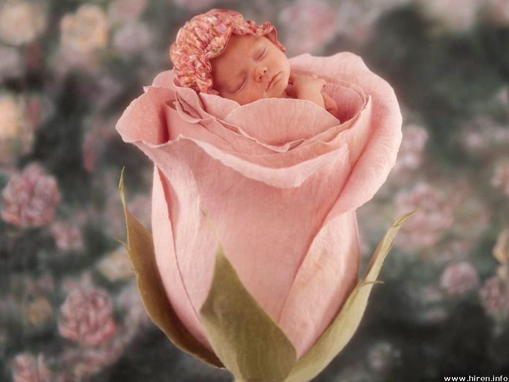 Cute Baby Wallpaper Anne Geddes Roze HD